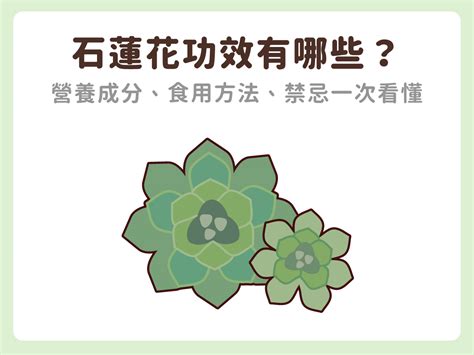 石蓮花禁忌|石蓮花可以每天吃嗎？瞭解石蓮花的正確吃法，避免過。